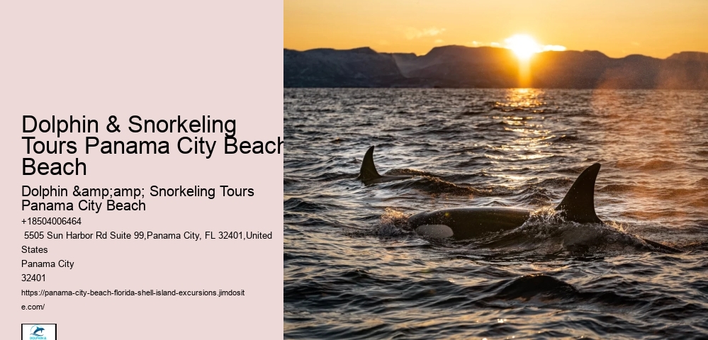 Panama City Beach Snorkeling Tours Dolphin