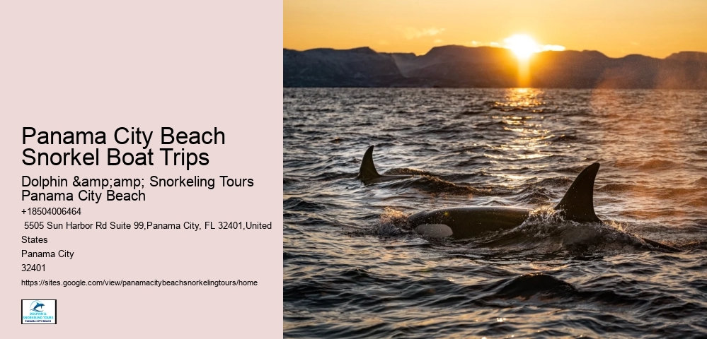 Panama City Beach Snorkeling Tours 850