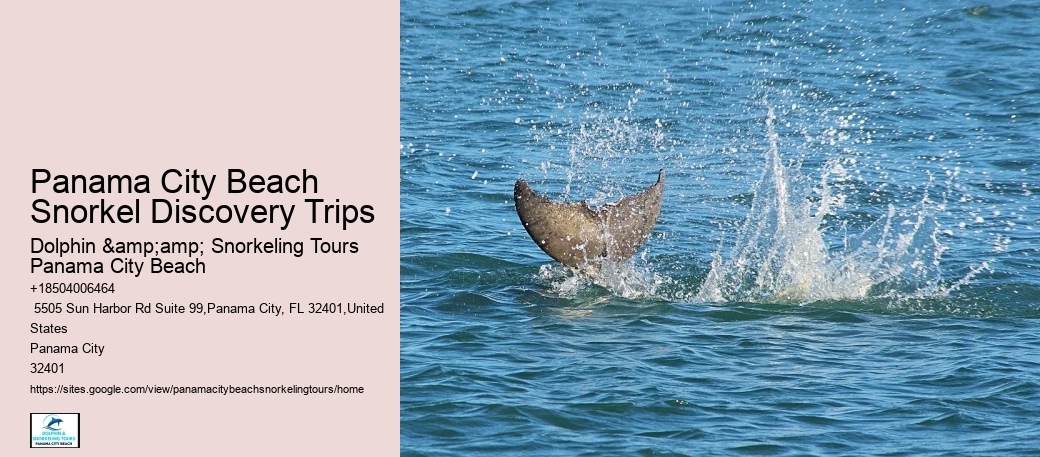 Beach Dolphin Tours