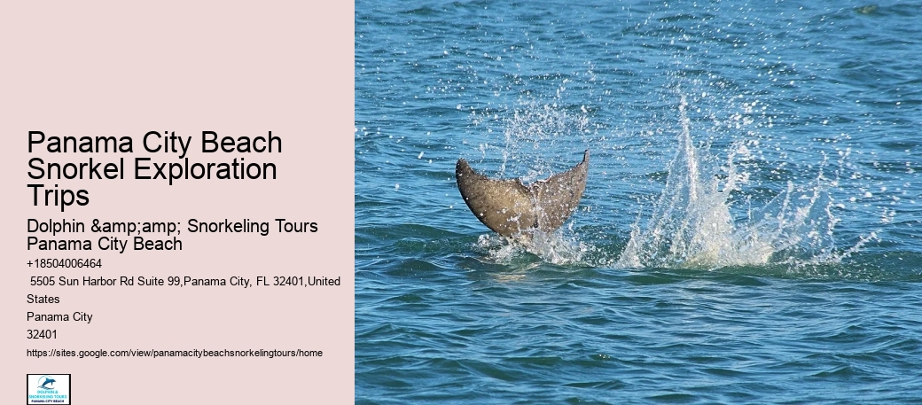 Dolphin Tours