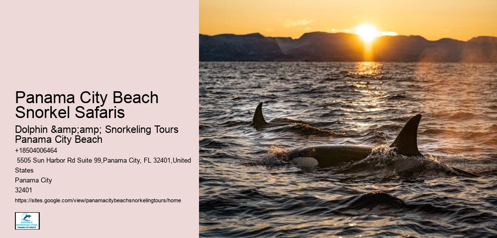 Pcb Snorkel Exploration Trips