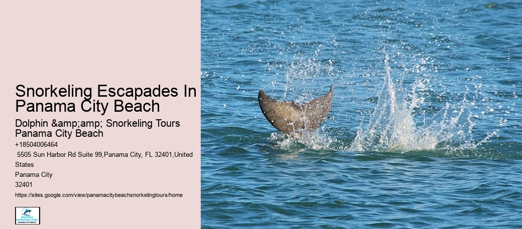 Snorkeling Tours Around Panama City Beach