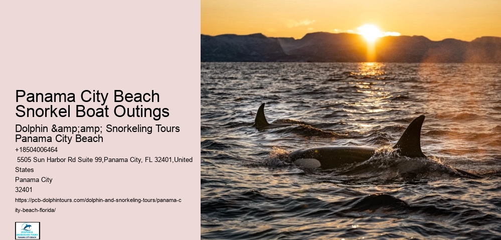 Dolphins