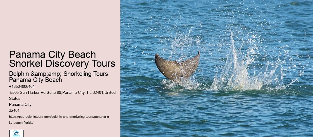 City Beach Dolphin Tours