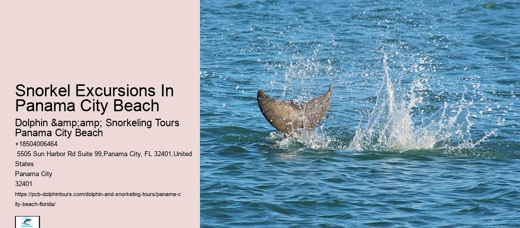 Dolphin Swim